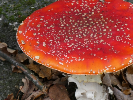 Een flinke vliegenzwam