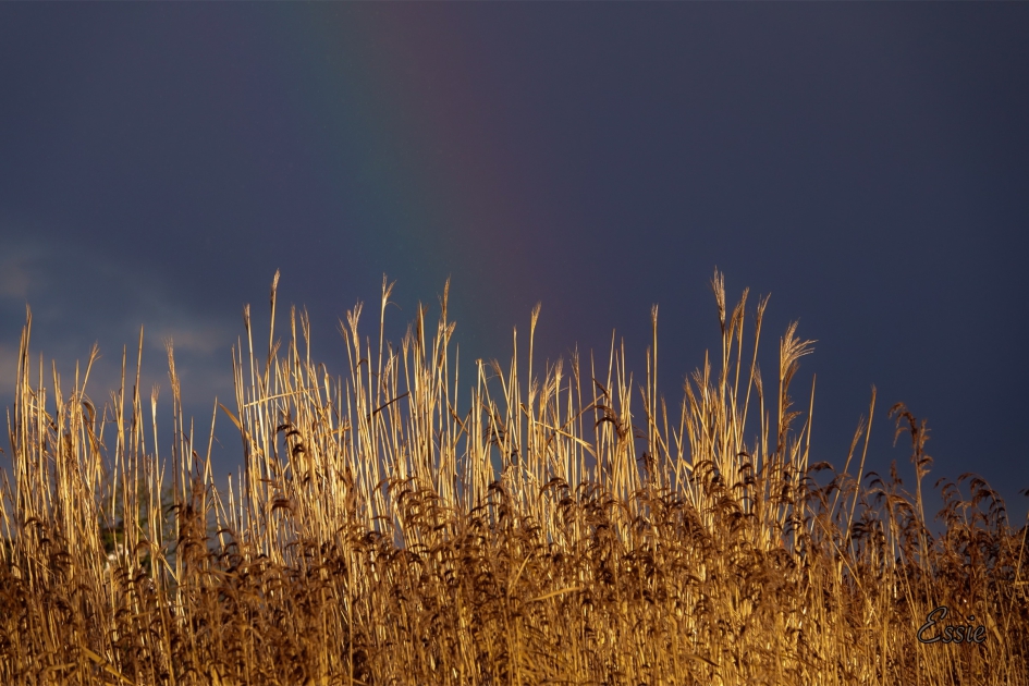 Een vage regenboog - Weer en landschap - 