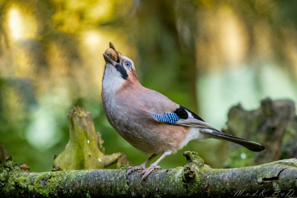Gaai verzameld winterkost. - Vogels - Vlaamse Gaai