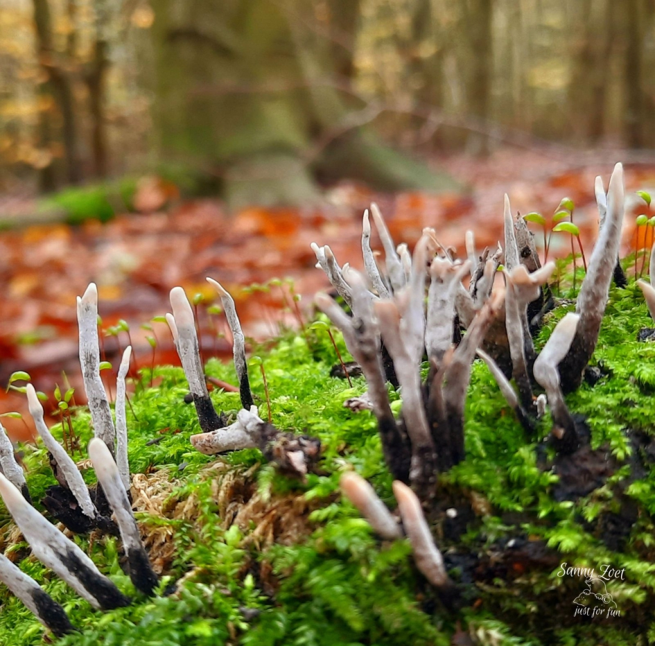 Geweizwam - Schimmels - Geweizwam