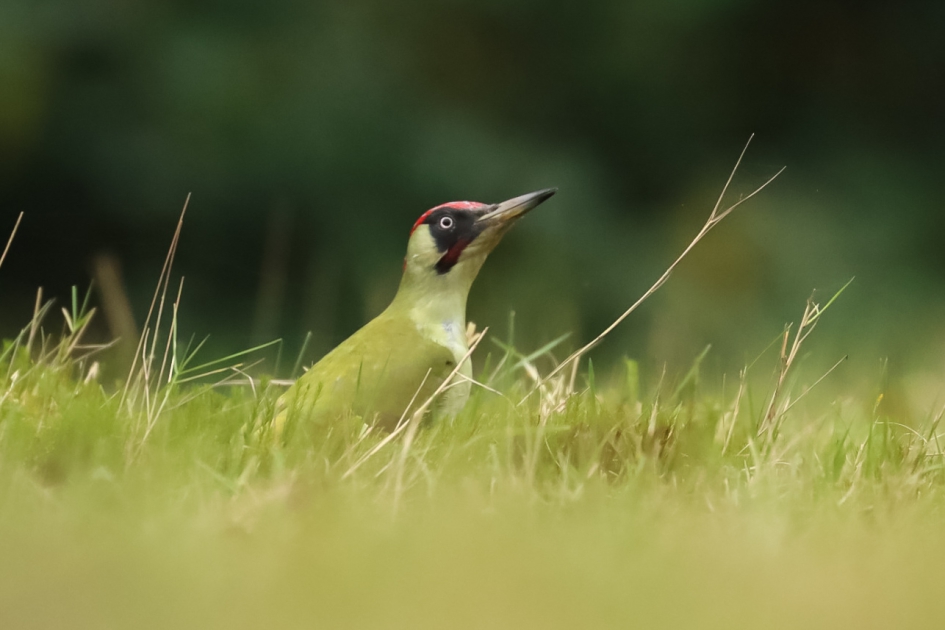 Groene specht - Vogels - Groene specht