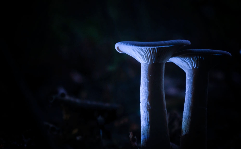 grote trechterzwam - Schimmels - Trechterzwam