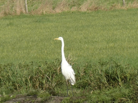 Grote zilverreiger