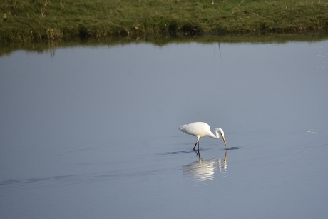 Grote zilverreiger