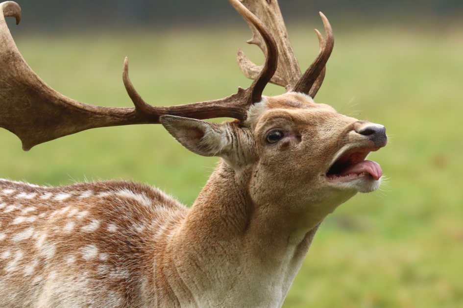 Hallo dames! - Zoogdieren - Damhert
