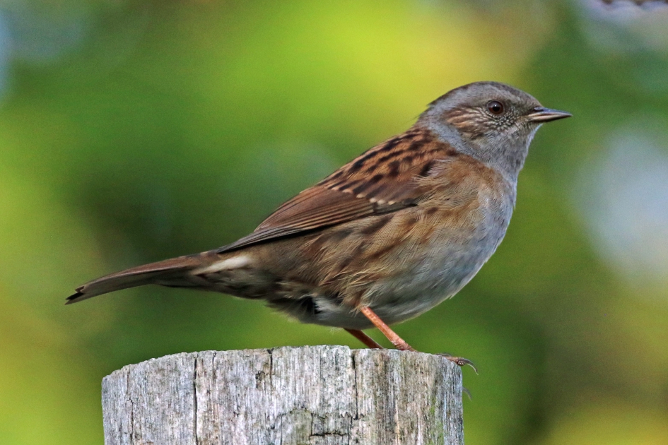 Heggenmus - Vogels - 