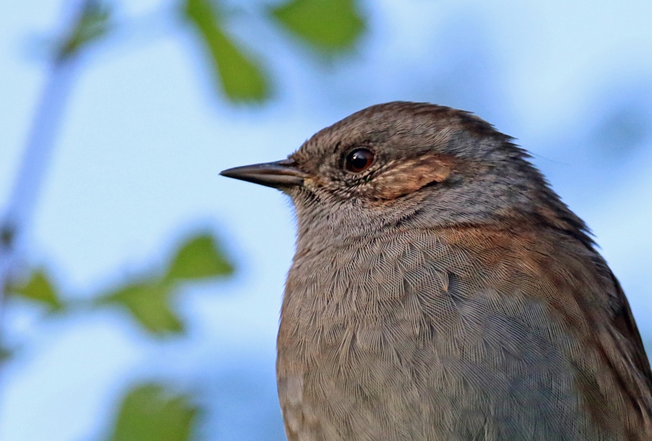 Heggenmusportret - Vogels - 