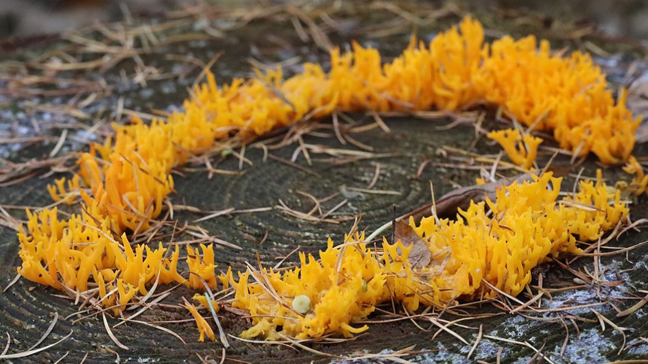 Heksenkring van kleverig koraalzwammetje - Schimmels - Kleverige koraalzwam