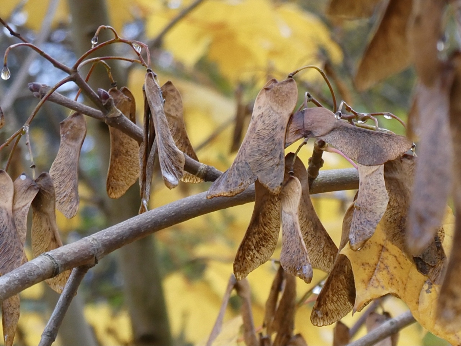 “Helikopters” - Planten - 