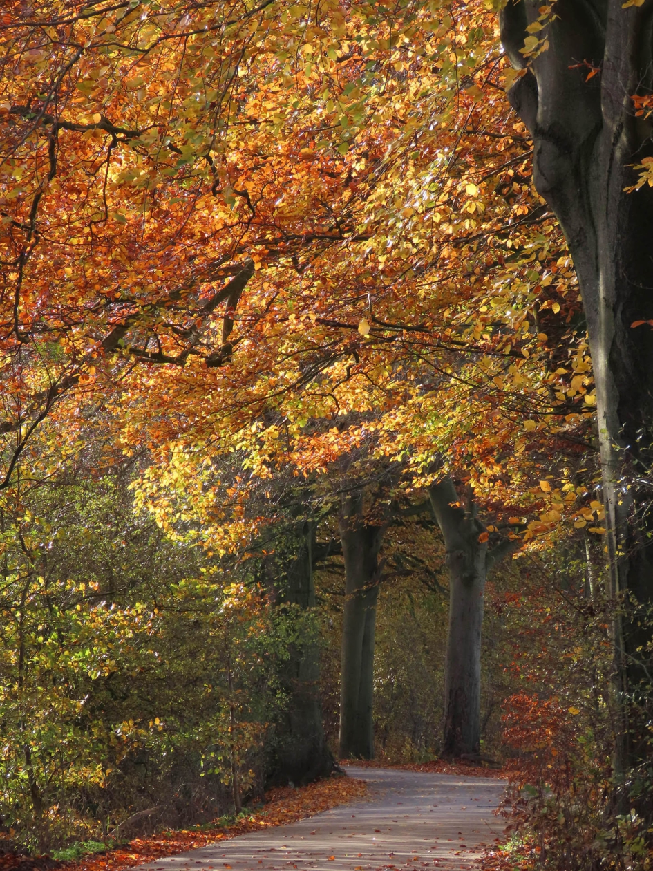 Herfst - Weer en landschap - 