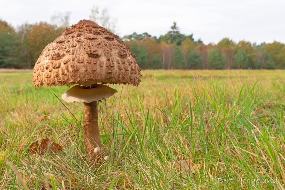 Herfst puur… - Schimmels - Grote parasolzwam
