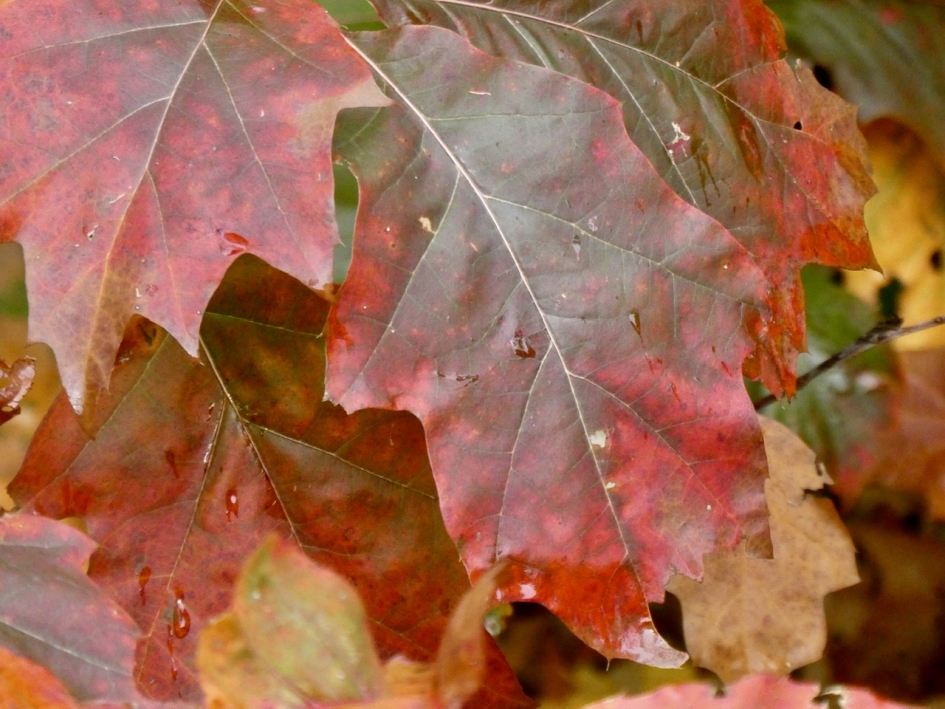 Herfstblad - Planten - 
