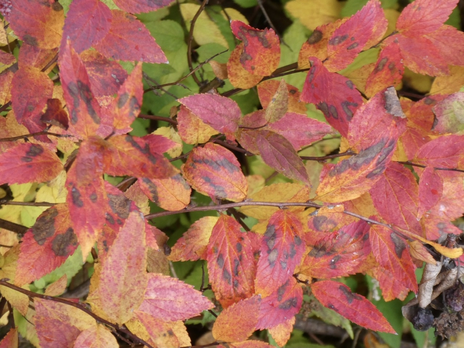 Herfstblad - Planten - 