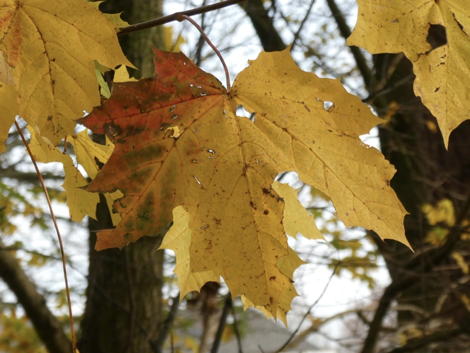 Het is een wonder…. - Planten - 