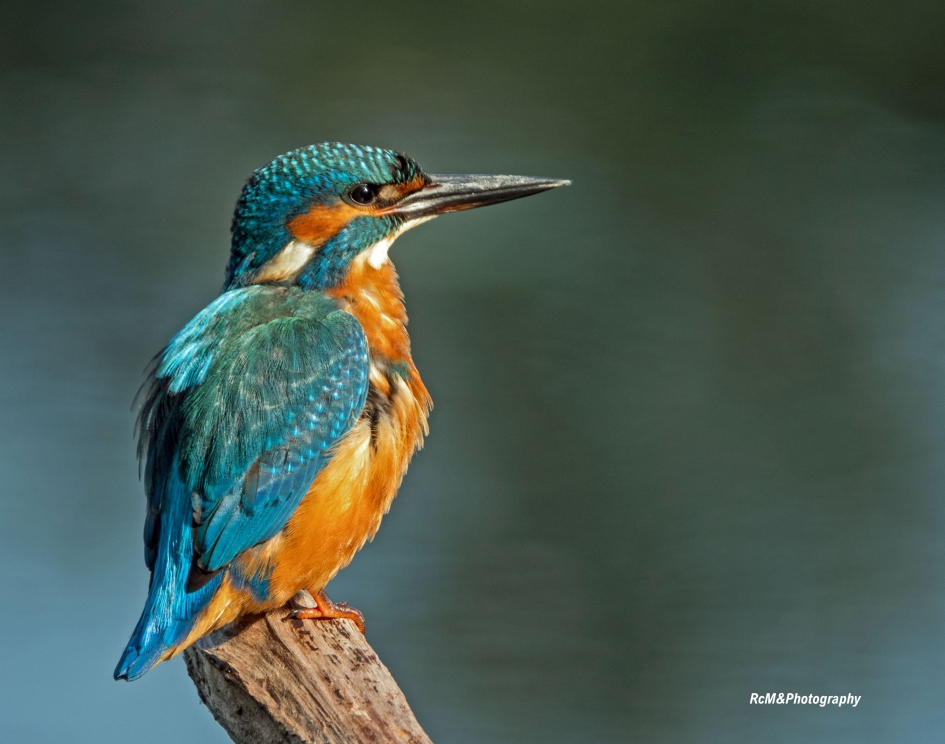 IJsvogel ( 23-09-2020 ). - Vogels - IJsvogel.