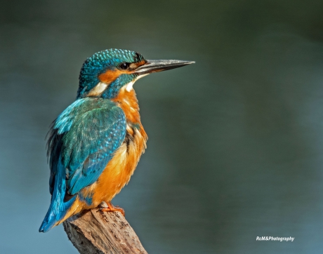 IJsvogel ( 23-09-2020 ).