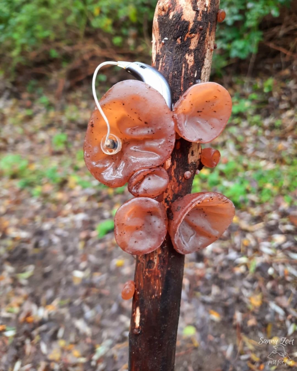 Inkoppertje als je slechthorend bent. - Schimmels - Echt Judasoor