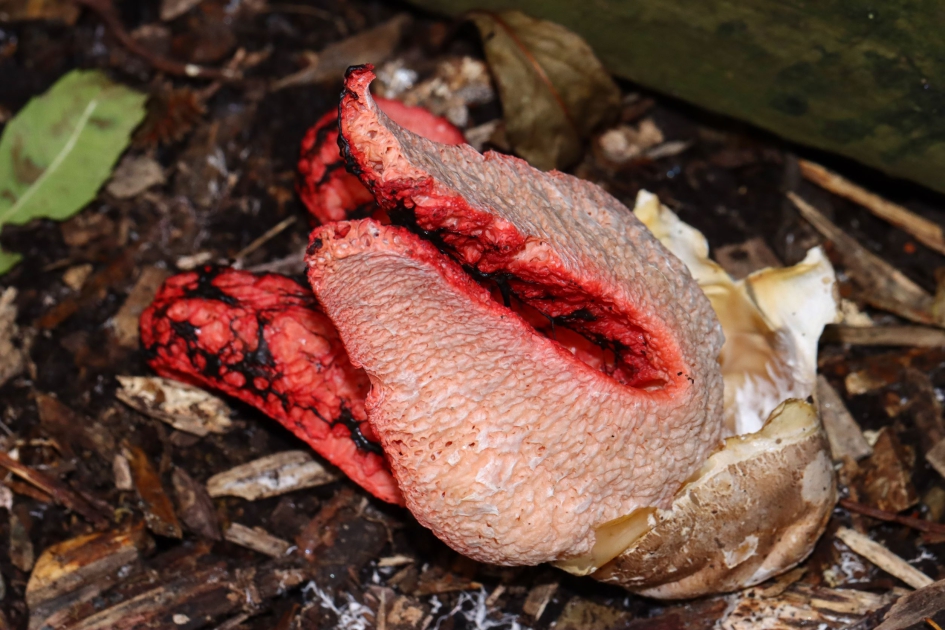 Inktviszwam ontvouwt zich - Schimmels - Inktviszwam