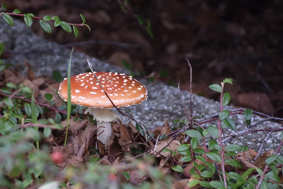 Kabouterpaddenstoel - Schimmels - 