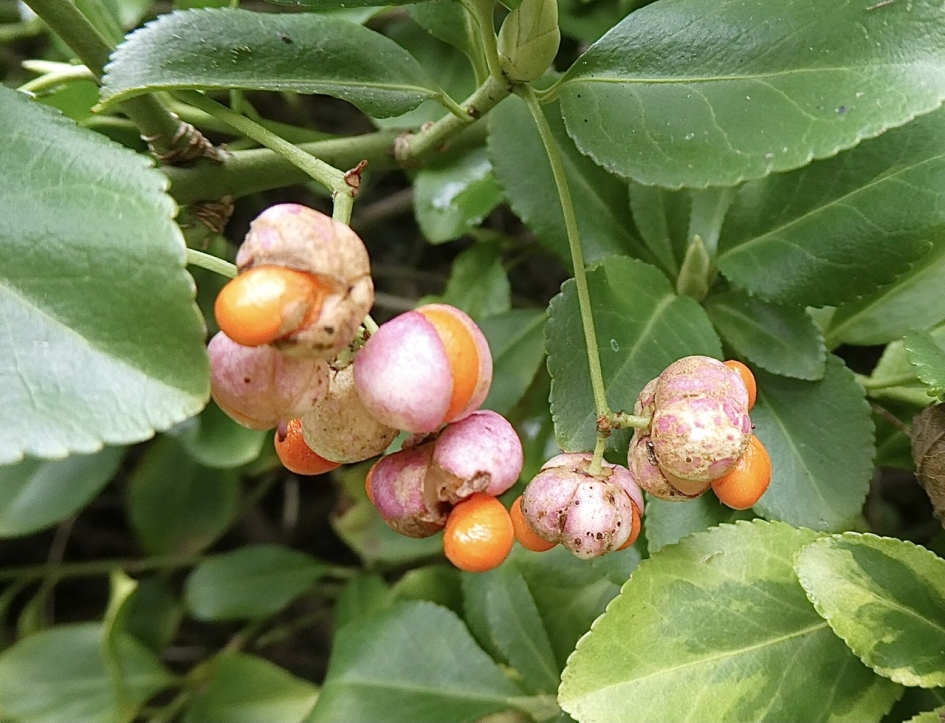 Bonte kardinaalsmuts - Planten - 