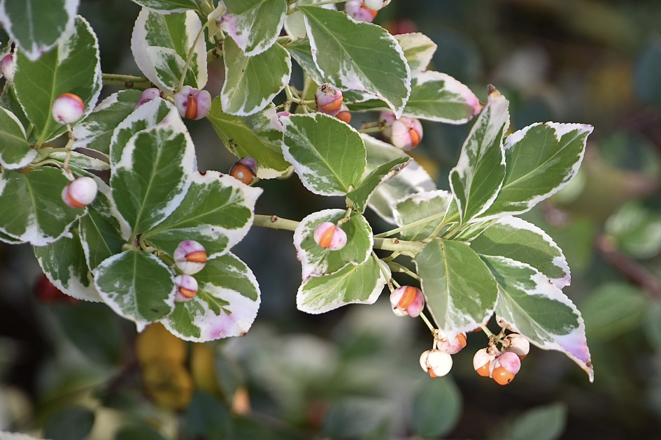 Japanse Kardinaalsmuts - Planten - 
