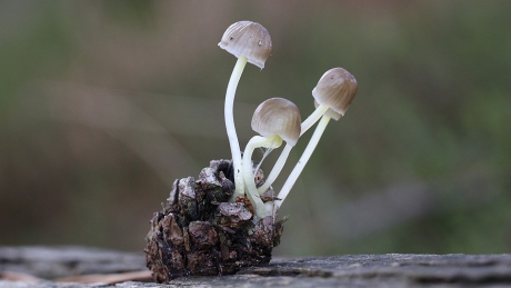 Kleefsteelmycena's op dennenappel