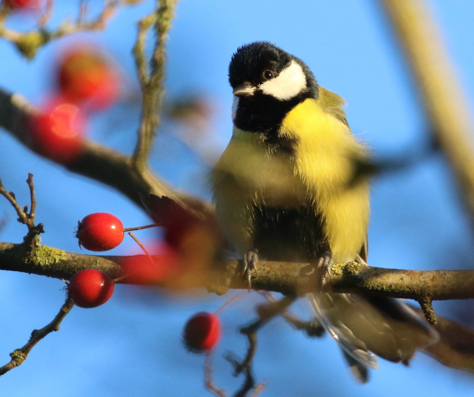 Koolmeesje - Vogels - 