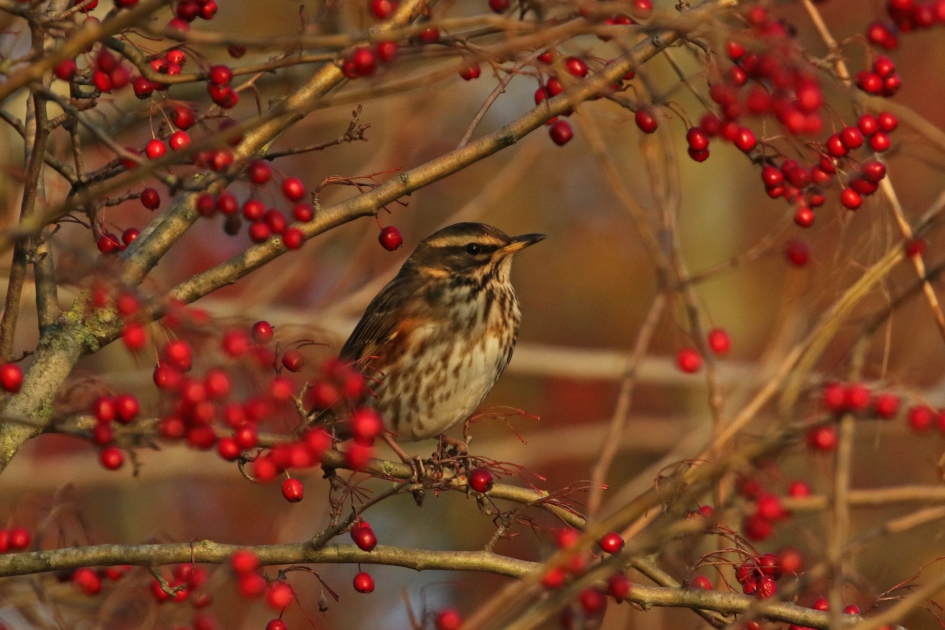 Koperwiek - Vogels - 