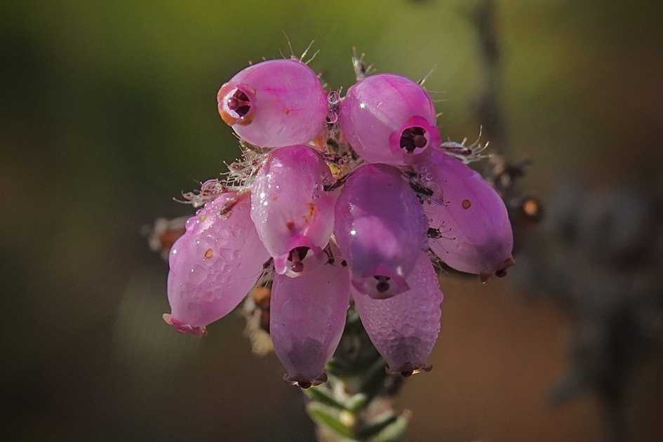 Lampionnetjes - Planten - Dophei