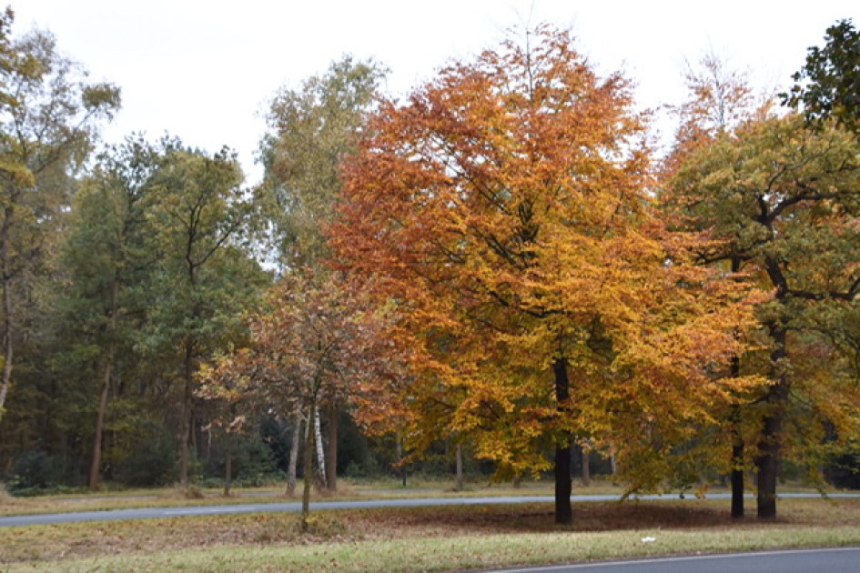 Langs de Amersfoortseweg - Planten - 