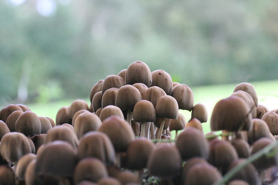 Langs de lijn..... - Schimmels - Glimmerinktzwam