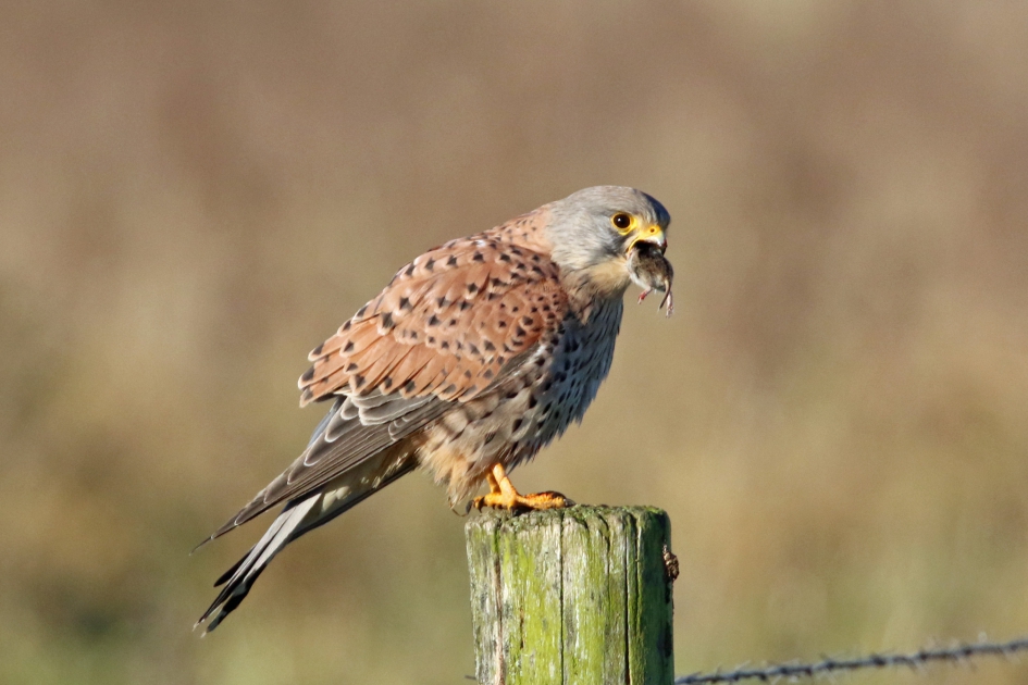 Lunch van de torenvalk (2) - Vogels - 