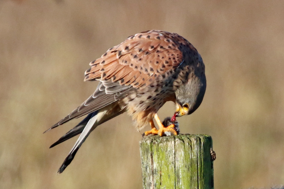 Lunch van de Torenvalk - Vogels - 