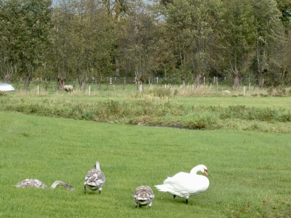 Ma zwaan met drie jonge zwanen - Vogels - 