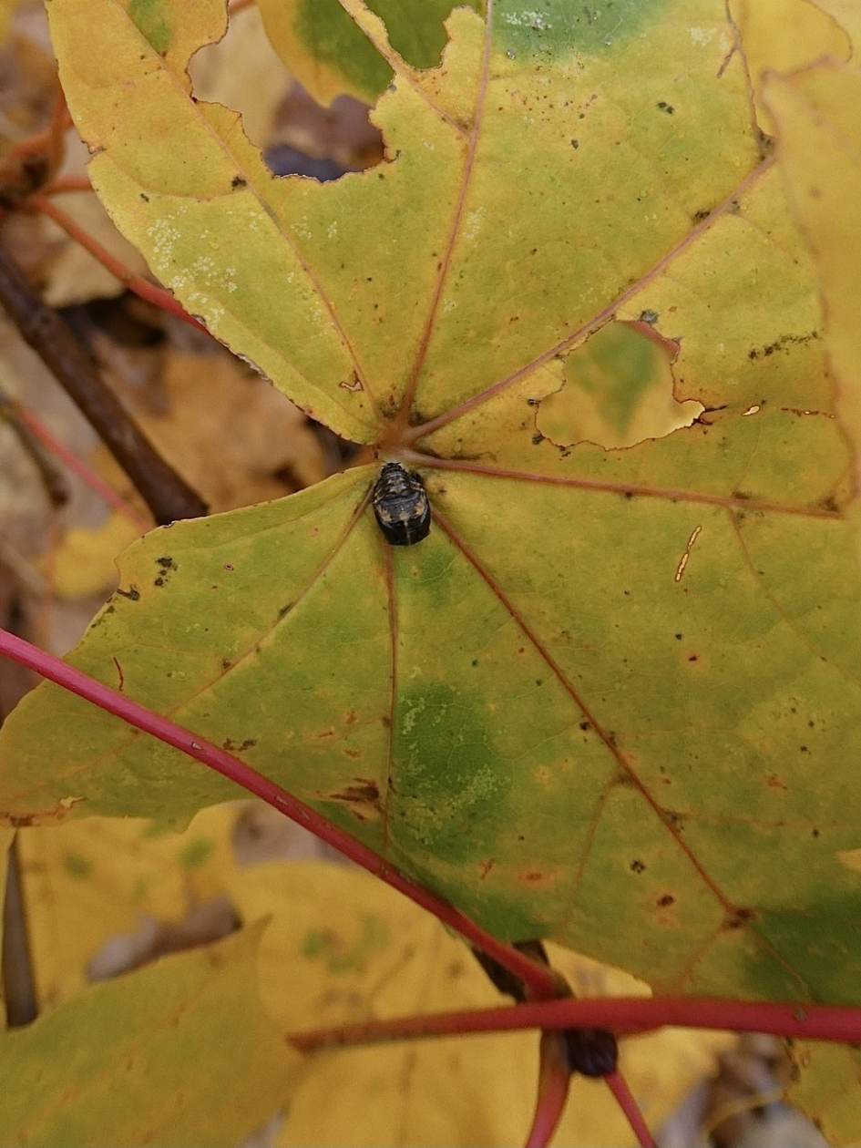Met beestje in het hart - Geleedpotigen - 