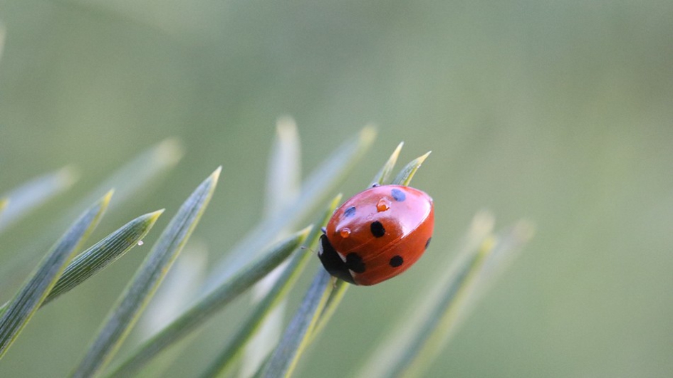 Met stip - Geleedpotigen - 