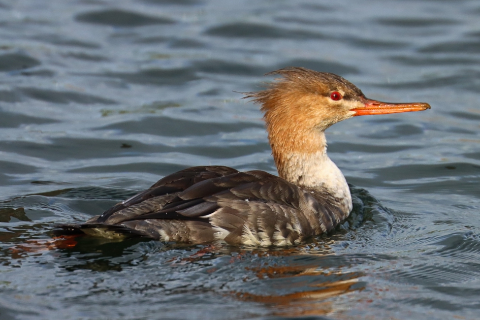 Middelste zaagbek - Vogels - middelste zaagbek