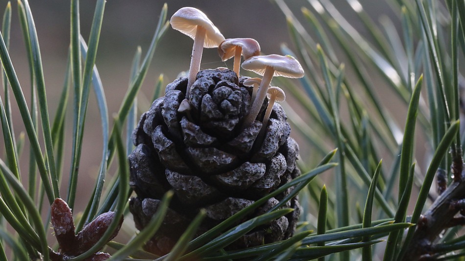 Millimeterwerk.... - Schimmels - Muizenstaartzwam