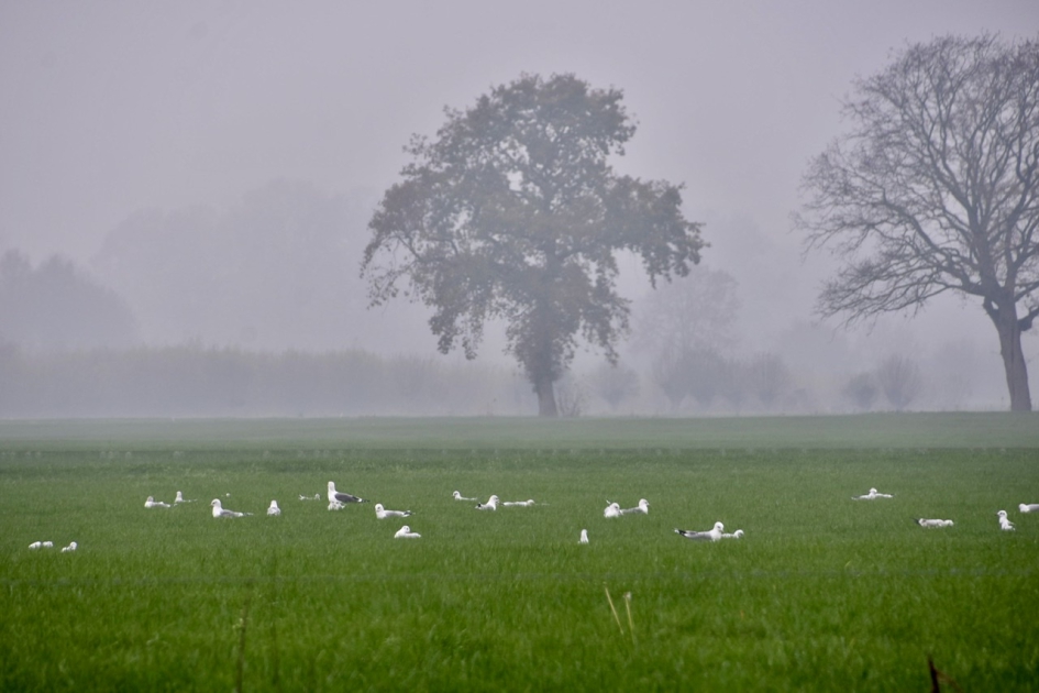 Mist - Weer en landschap - 