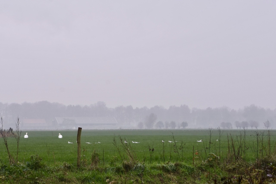 Mist - Weer en landschap - 