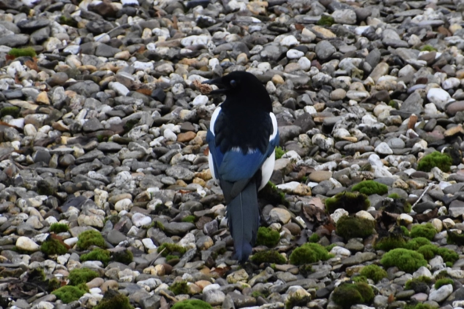 Mooie staart - Vogels - 