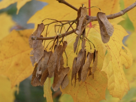 Esdoornzaadjes / Helicoptertjes