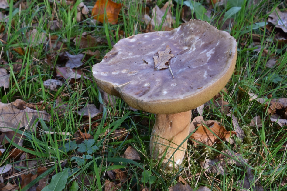 Naam onbekend - Schimmels - 