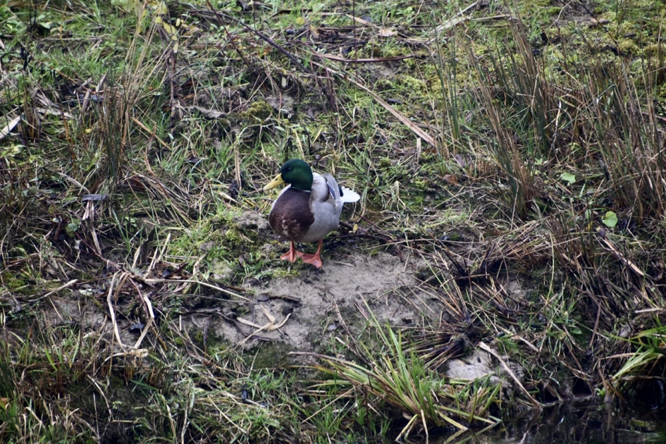 Natte boel - Vogels - 