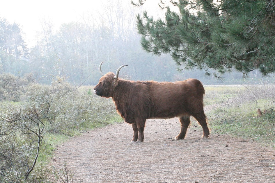 No way !! - Zoogdieren - Schotse Hooglander