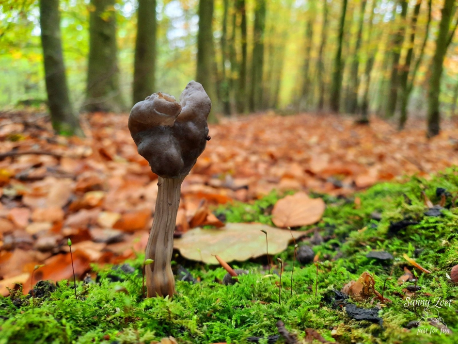 nonnenkapkluifzwam (roetkluifzwam/ zwarte kluifzwam) - Schimmels - Nonnenkapkluifzwam