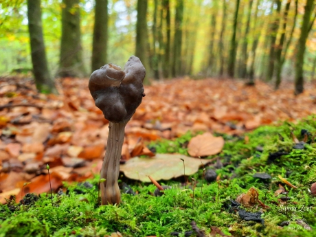 nonnenkapkluifzwam (roetkluifzwam/ zwarte kluifzwam)