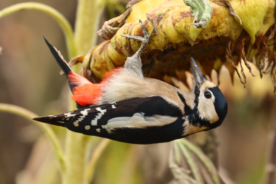 Op de zonnebloem - Vogels - Grote bonte specht
