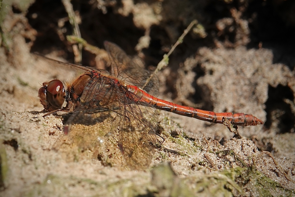 Opwarmend in de november zon - Geleedpotigen - Heidelibel