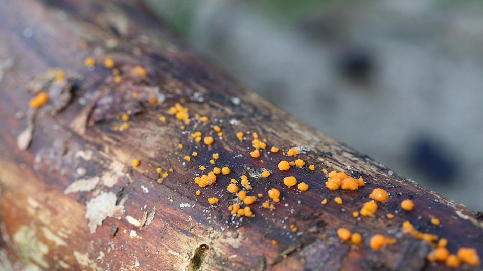 Oranje druppelzwam - Schimmels - Oranje druppelzwam